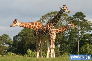 Fota Ireland